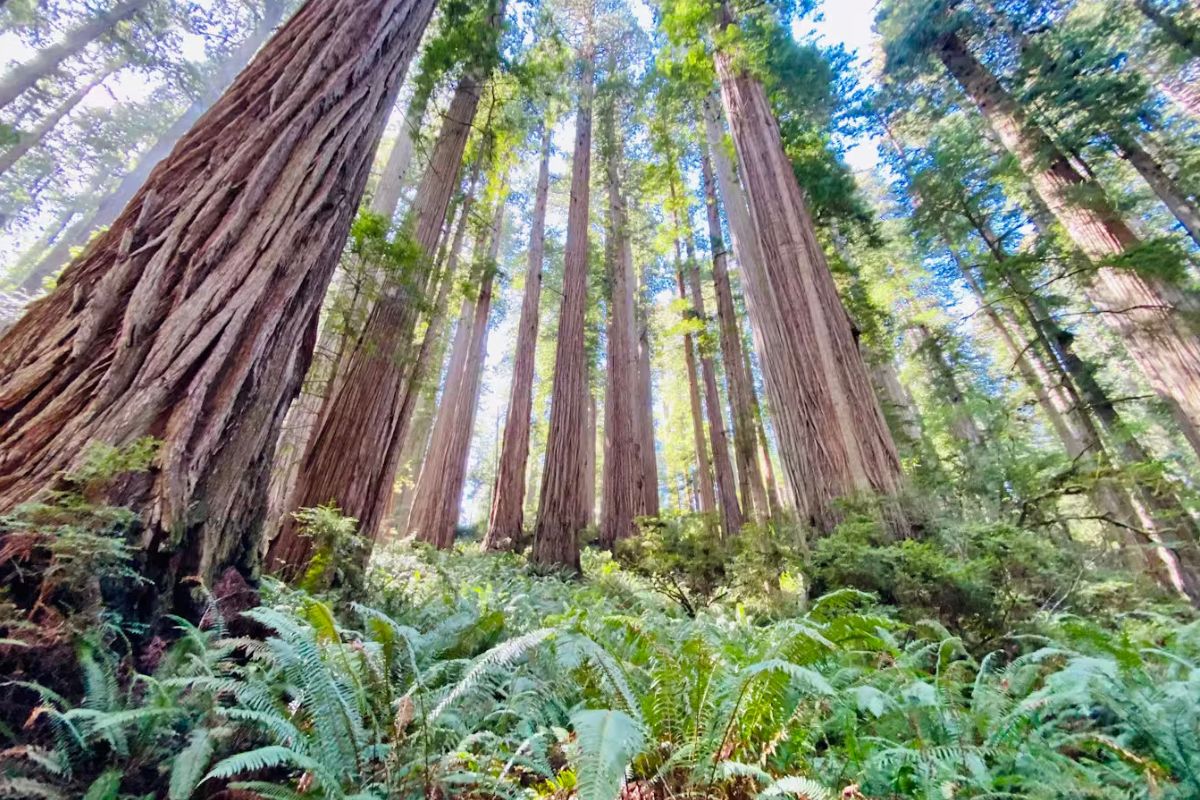 secrets-of-californias-redwood-national-park-rainforests