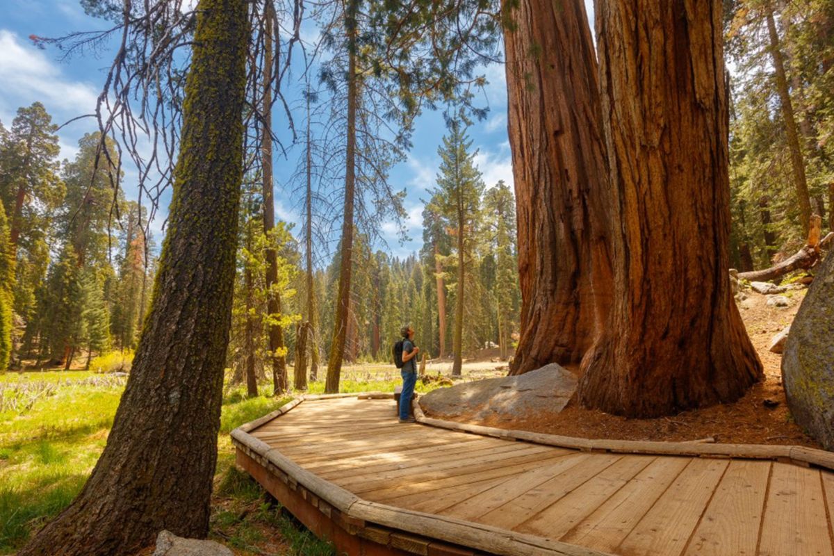 Secrets-Of-California8217s-Sequoia-National-Park8217s-Ancient-Birthing-Trees secrets-of-californias-sequoia-national-parks-ancient-birthing-trees