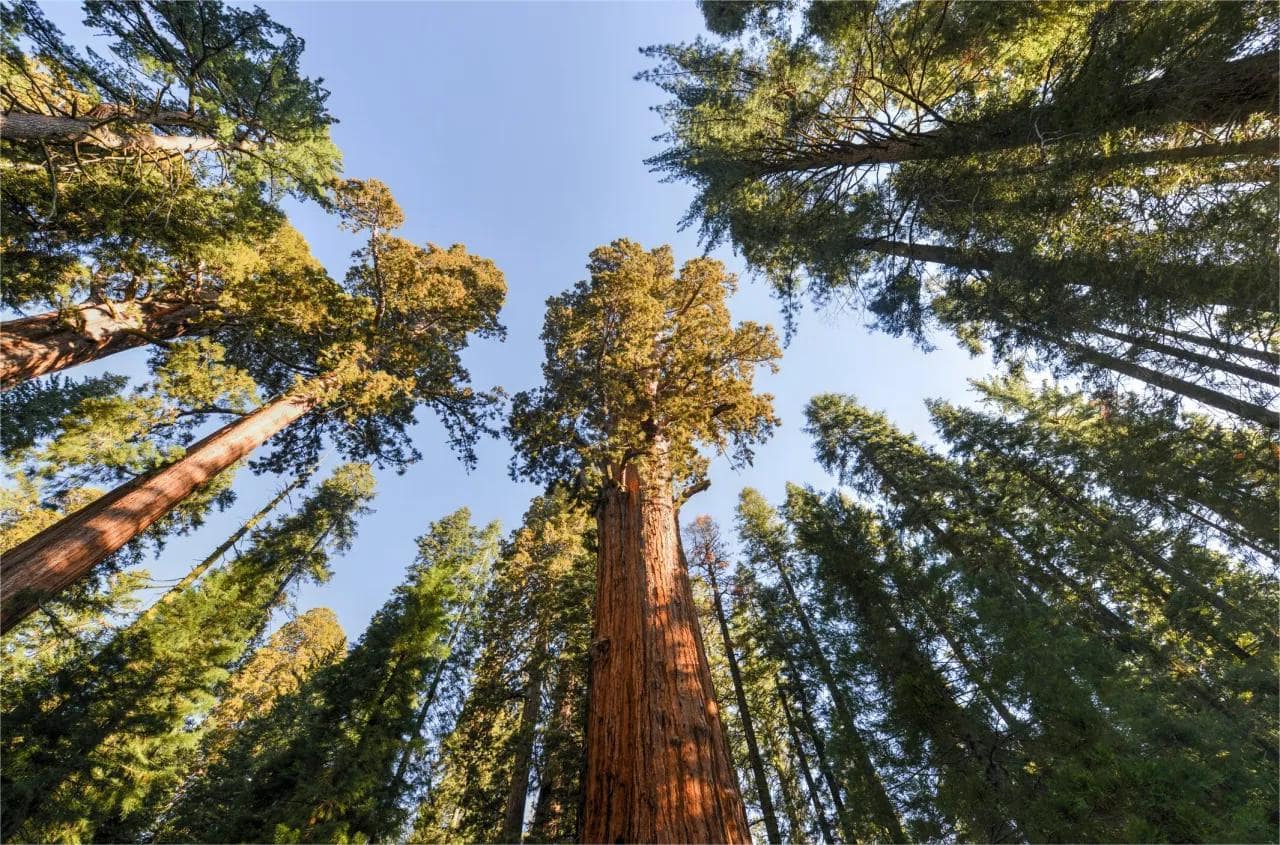 Secrets-Of-California8217s-Sequoia-Spirit-Trees secrets-of-californias-sequoia-spirit-trees