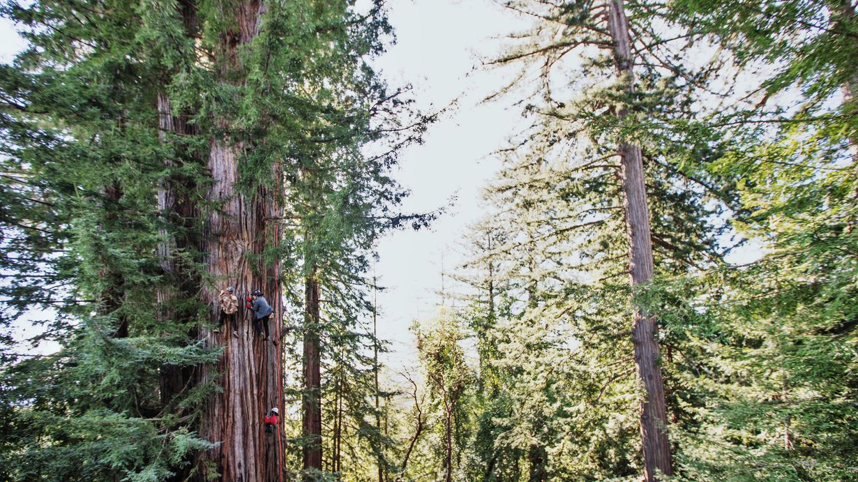 Secrets-Of-California8217s-Towering-Redwood-Groves secrets-of-californias-towering-redwood-groves