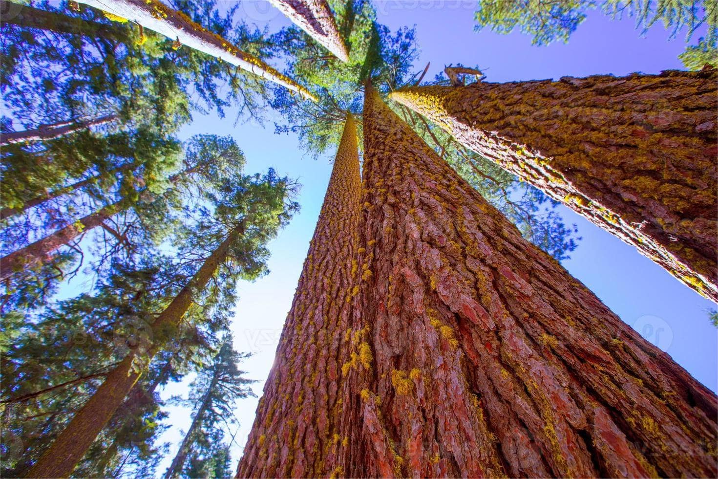 Secrets-Of-California8217s-Towering-Sequoias secrets-of-californias-towering-sequoias