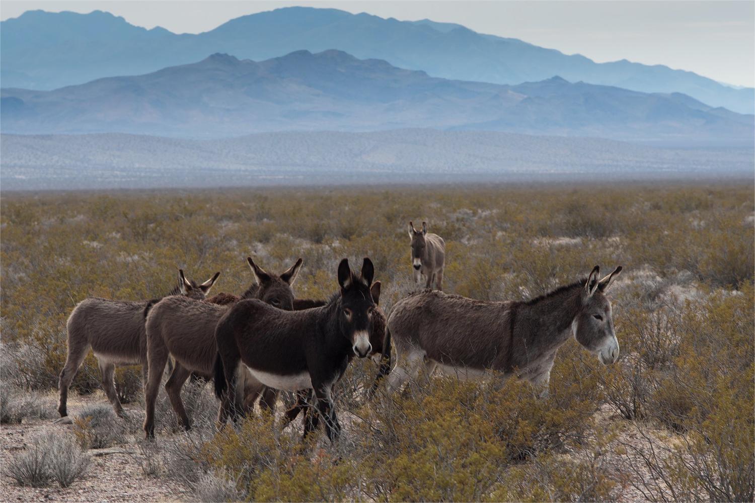 secrets-of-californias-wild-burro-herds-in-death-valley