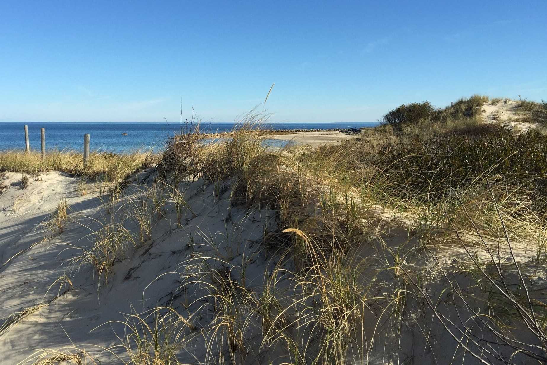 secrets-of-cape-cods-coastal-dune-ecosystems