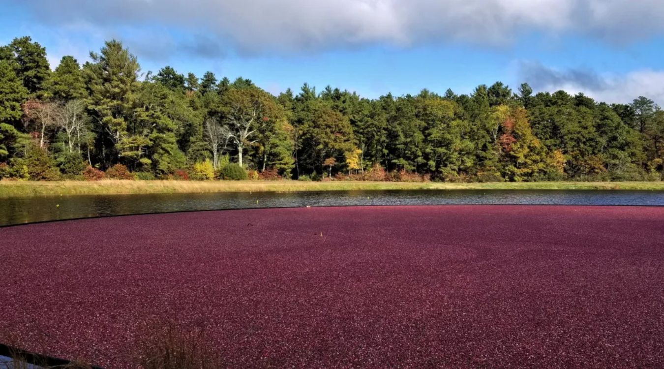 Secrets-Of-Cape-Cod8217s-Floating-Cranberry-Bogs secrets-of-cape-cods-floating-cranberry-bogs