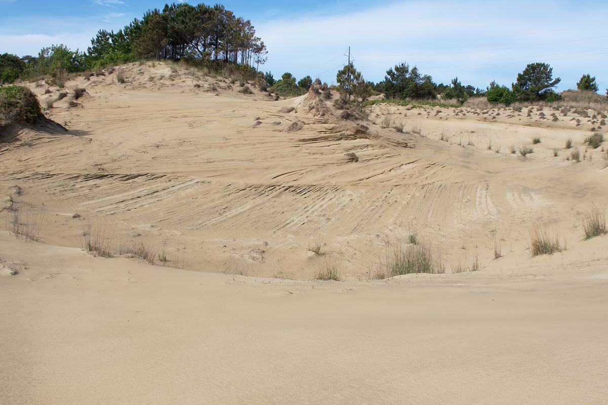 secrets-of-cape-hatteras-coastal-dunes