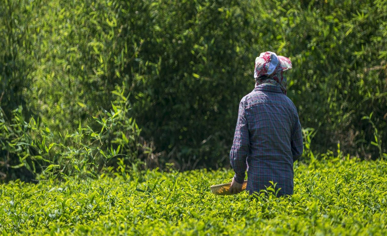 Secrets-Of-Charleston8217s-Emerald-Valley-Tea-Plantation secrets-of-charlestons-emerald-valley-tea-plantation