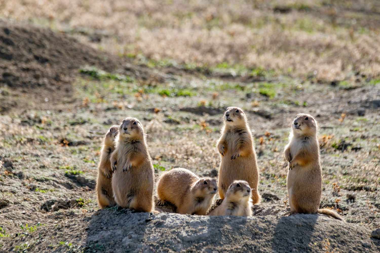 secrets-of-colorados-amber-lit-prairie-dog-towns
