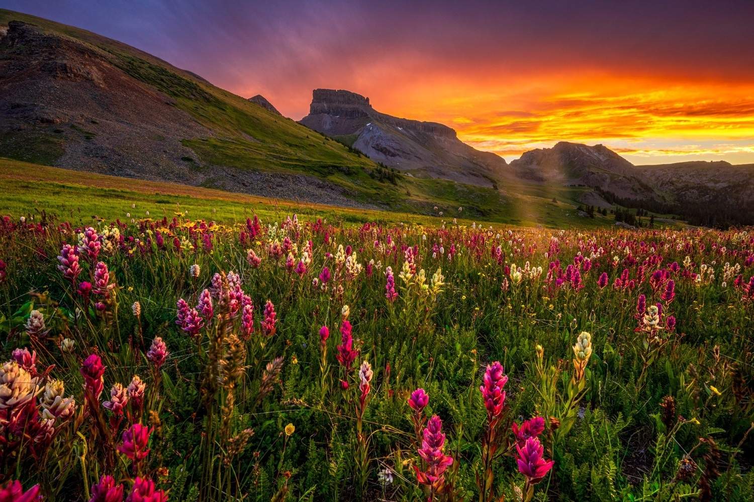 Secrets-Of-Colorado8217s-Colorful-Mountain-Meadows secrets-of-colorados-colorful-mountain-meadows