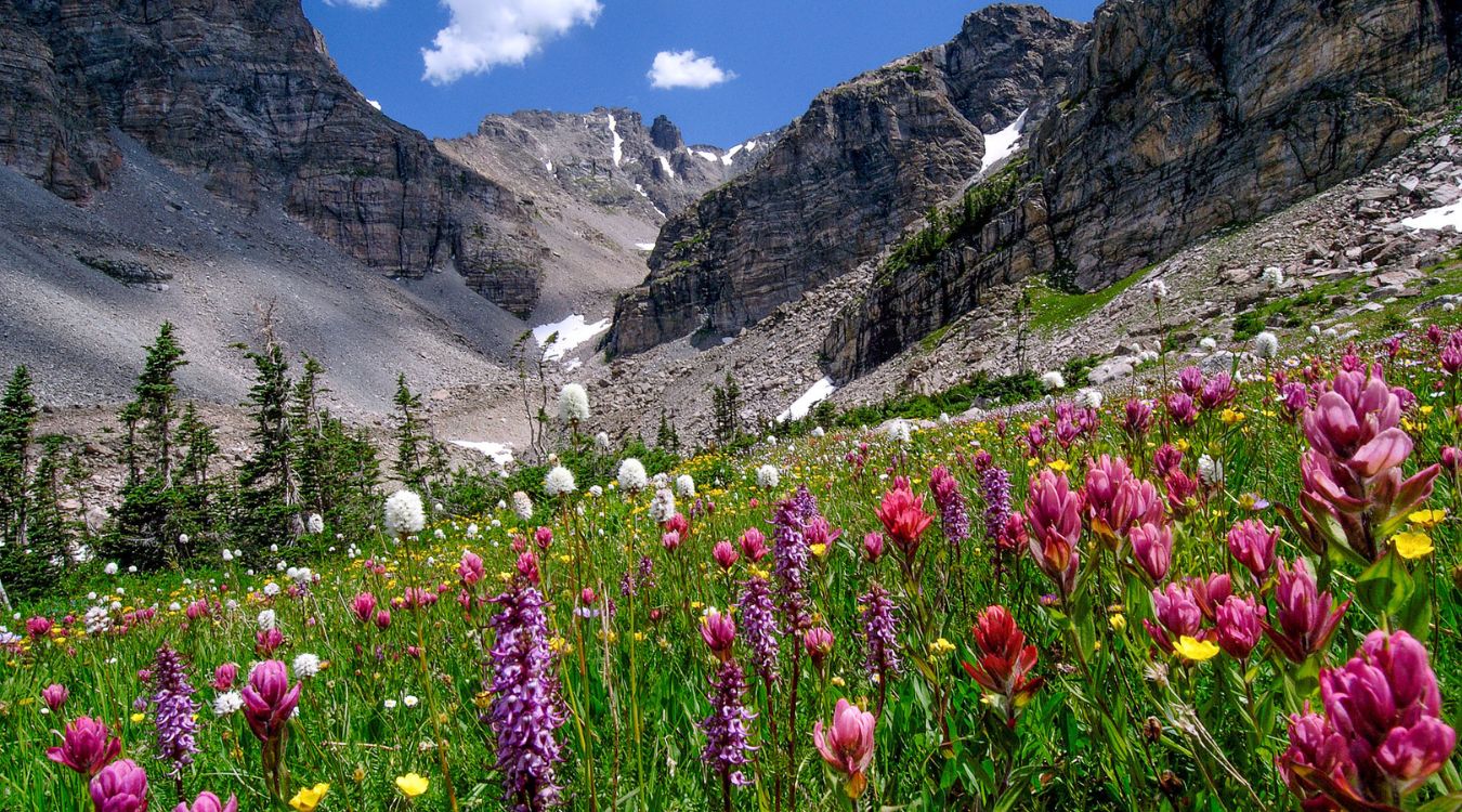 secrets-of-colorados-indian-peaks-flower-gardens