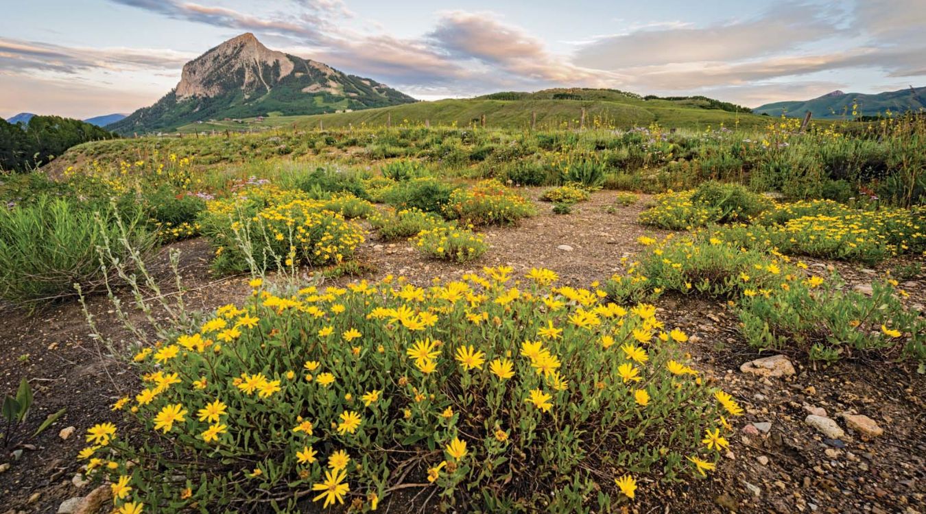 secrets-of-colorados-mountain-wildflower-meadows
