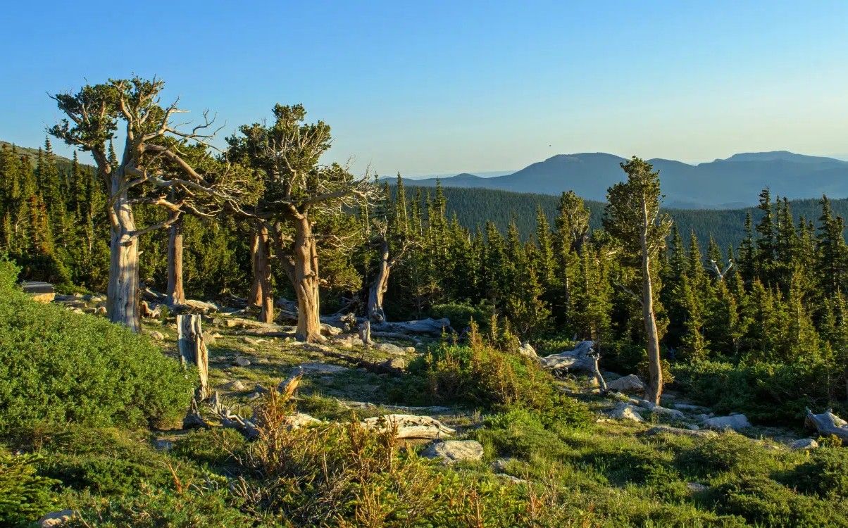 Secrets-Of-Colorado8217s-Towering-Pine-Forests secrets-of-colorados-towering-pine-forests