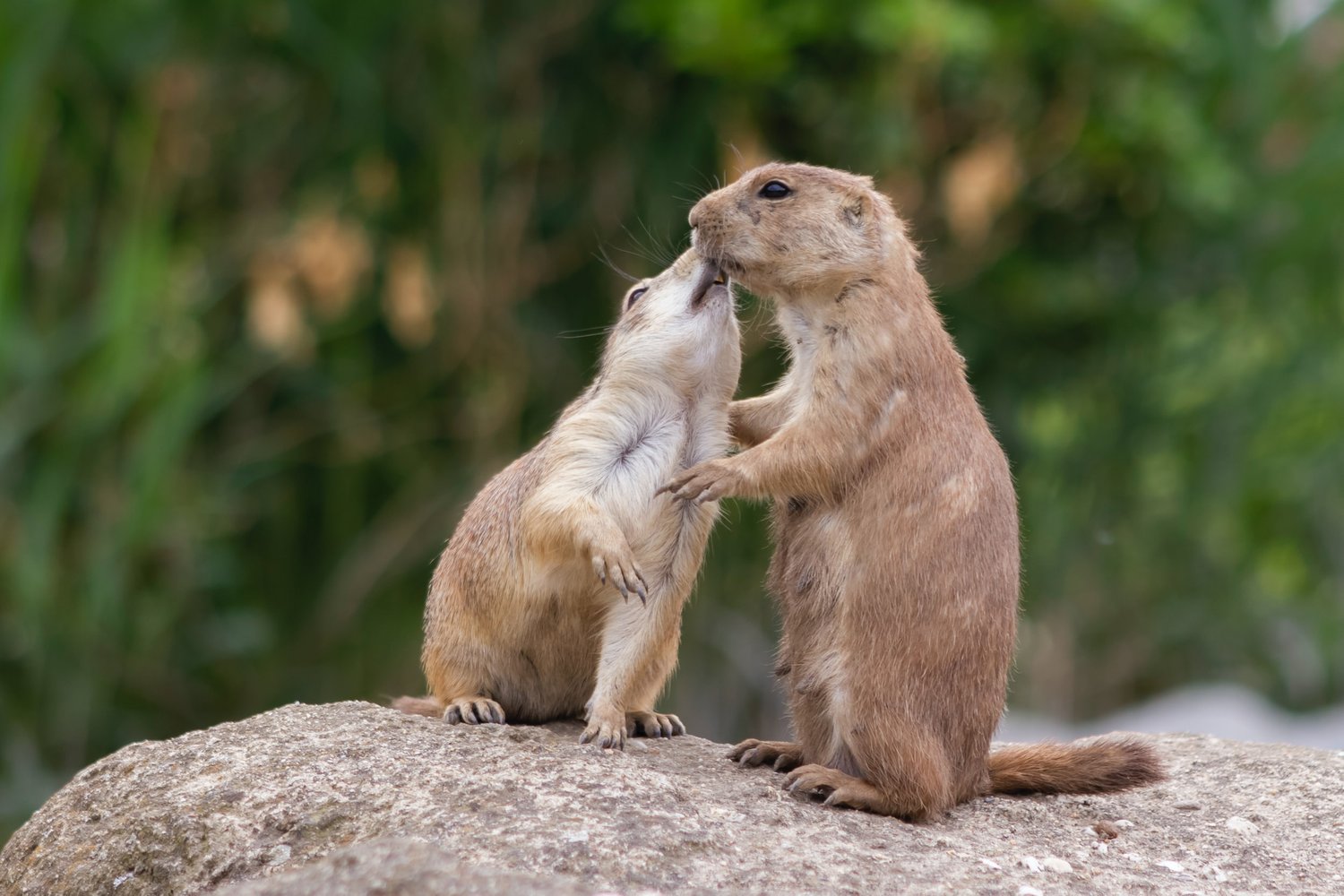 secrets-of-colorados-vanishing-prairie-dog-cities