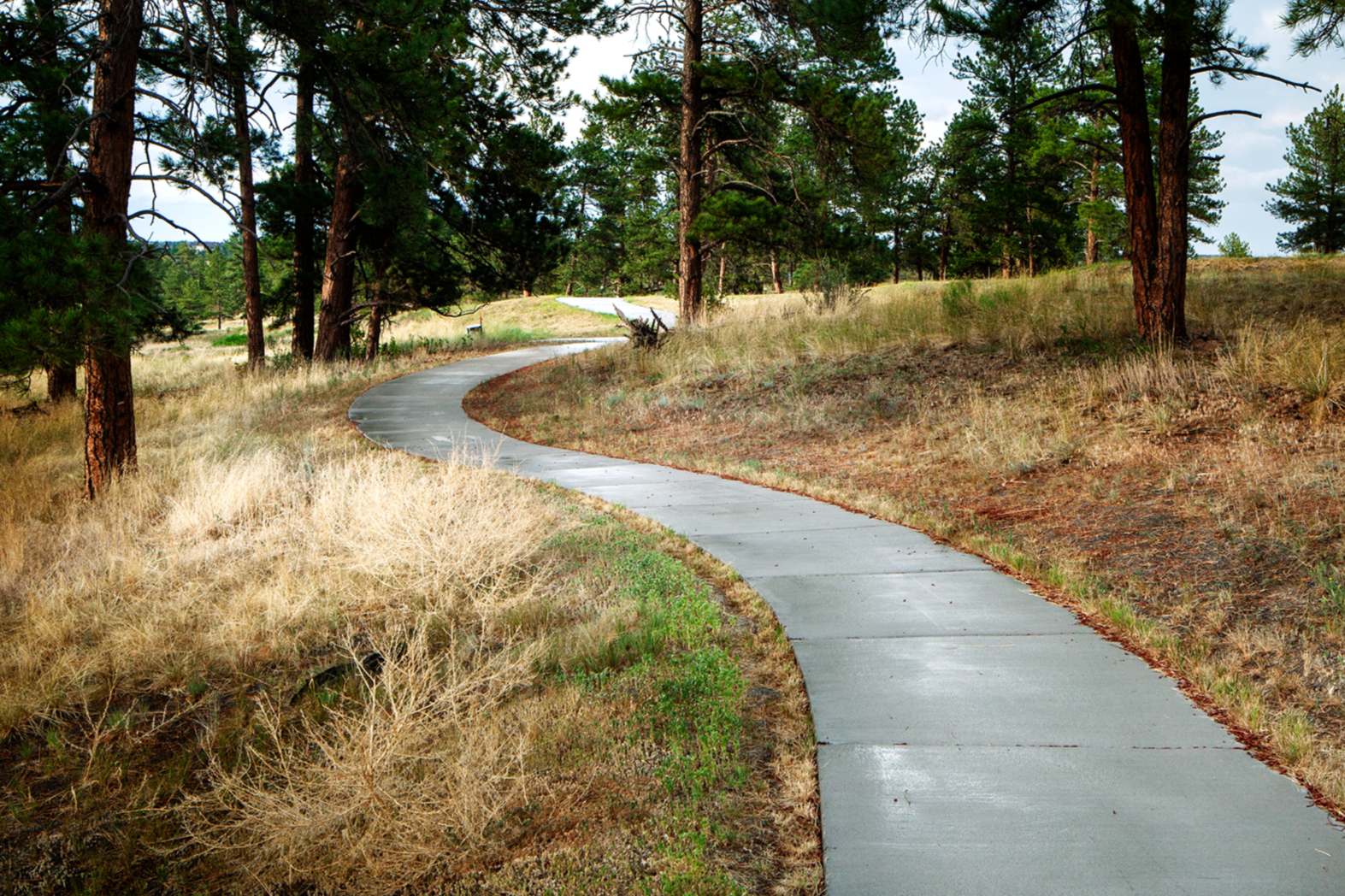 Secrets-Of-Colorado8217s-Whispering-Pine-Forests secrets-of-colorados-whispering-pine-forests
