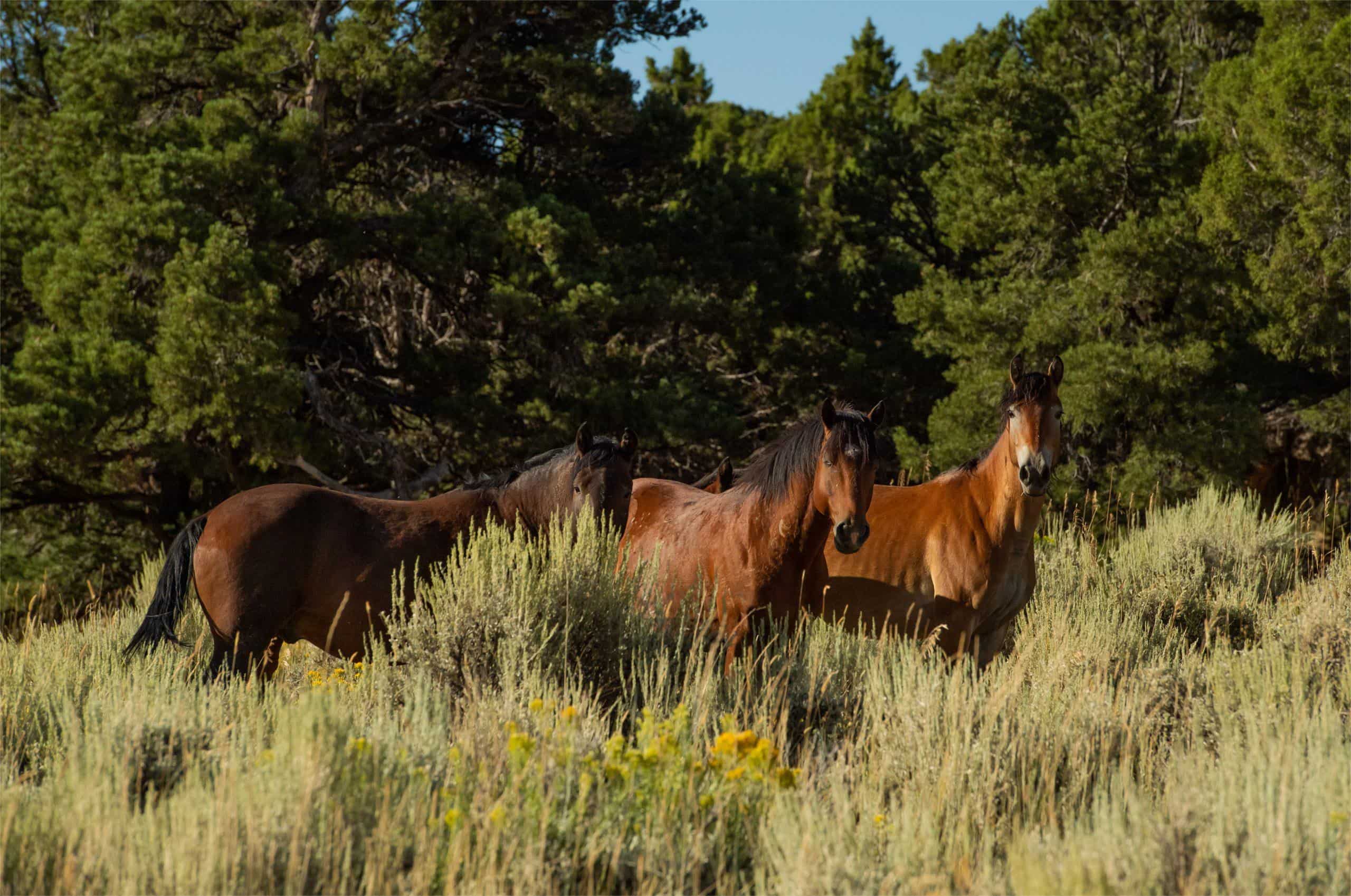secrets-of-colorados-wild-horse-herds