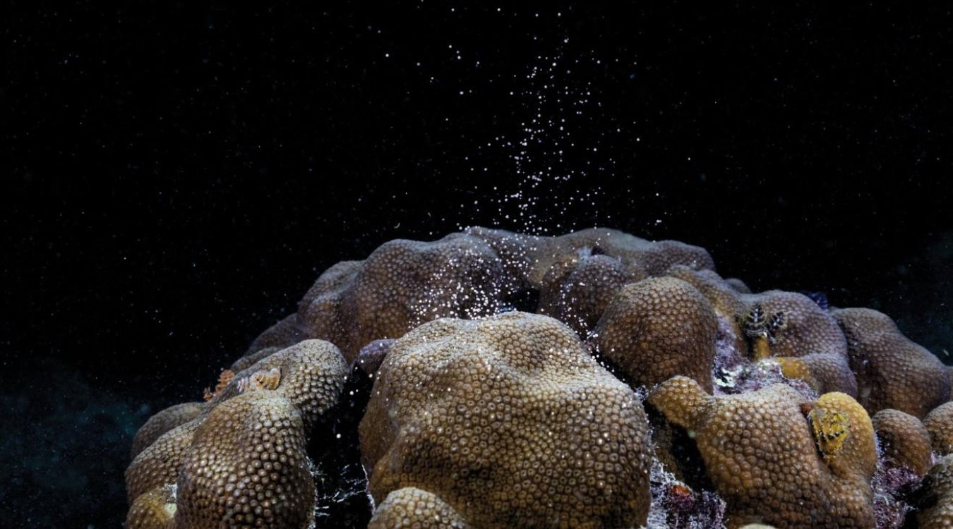 Secrets-Of-Coral-Spawn-Sites-At-Looe-Key-Reef-In-Florida secrets-of-coral-spawn-sites-at-looe-key-reef-in-florida