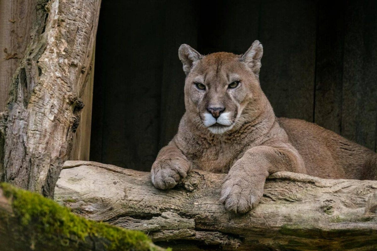 secrets-of-cougar-denning-in-texass-davis-mountains