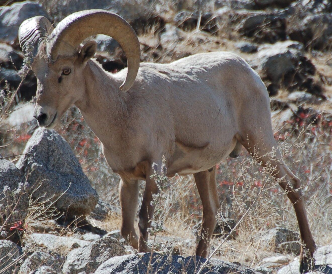 secrets-of-desert-bighorn-sheep-in-californias-death-valley-national-park