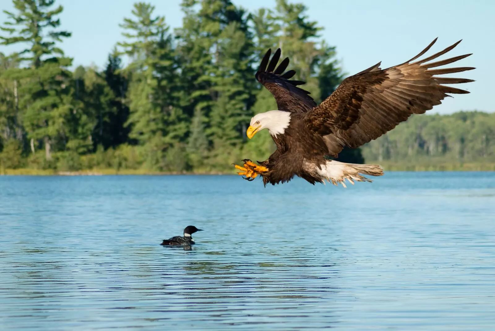 Secrets-Of-Eagle-Nesting-In-Minnesota8217s-Boundary-Waters secrets-of-eagle-nesting-in-minnesotas-boundary-waters