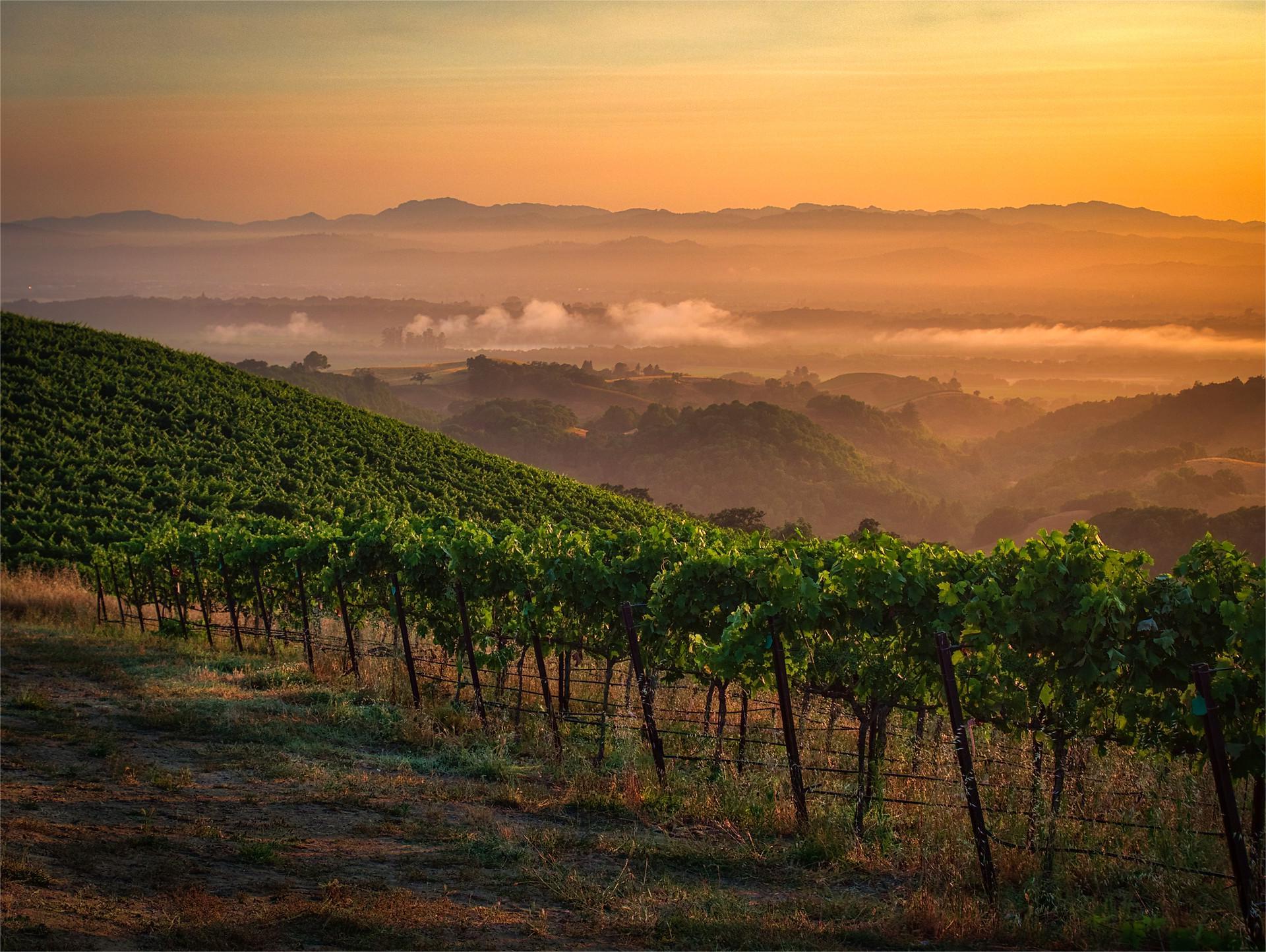 secrets-of-emerald-valley-vineyard-terraces-in-californias-russian-river