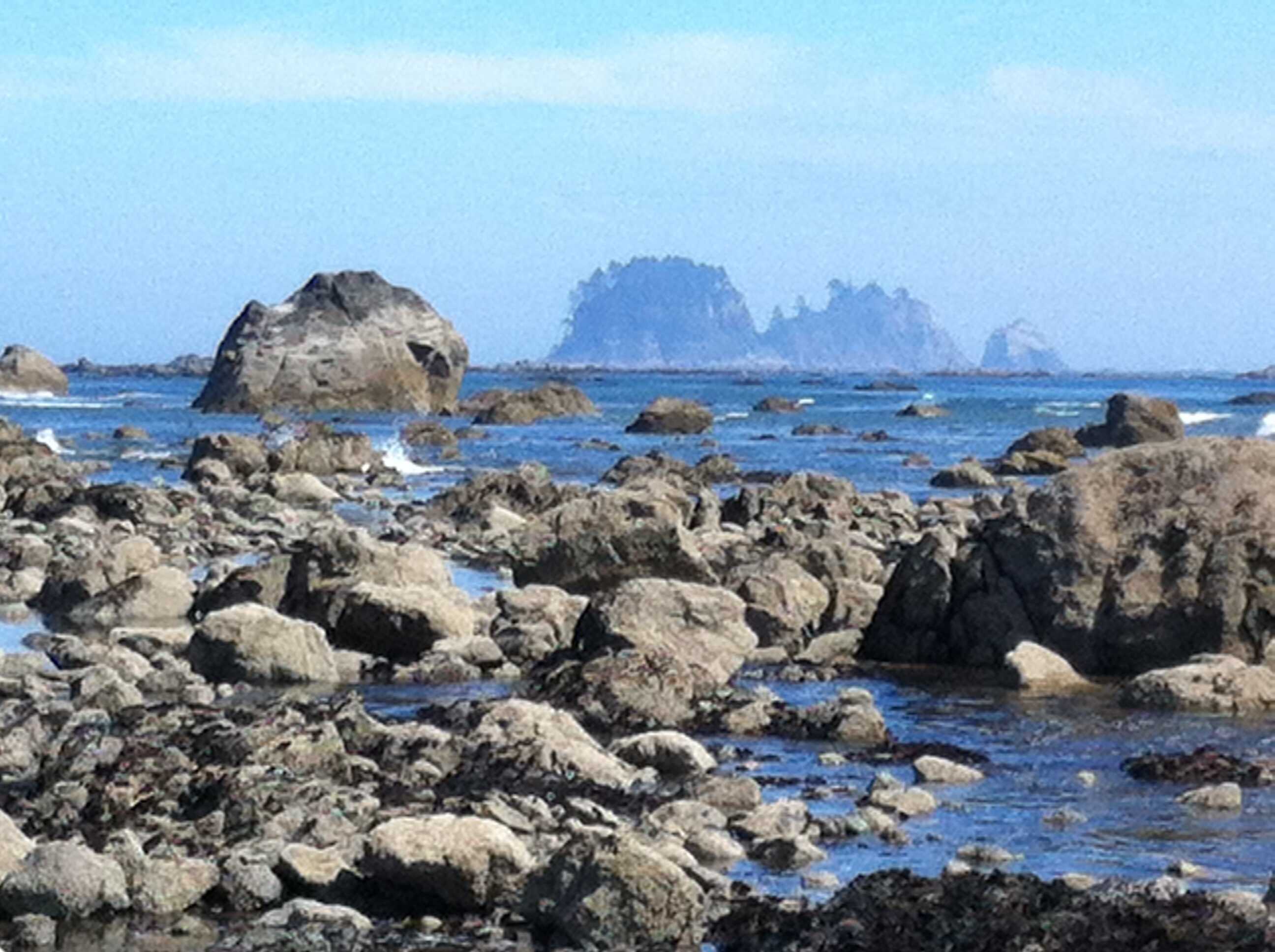 Secrets-Of-Floating-Mat-Islands-At-Ozette-Lake secrets-of-floating-mat-islands-at-ozette-lake