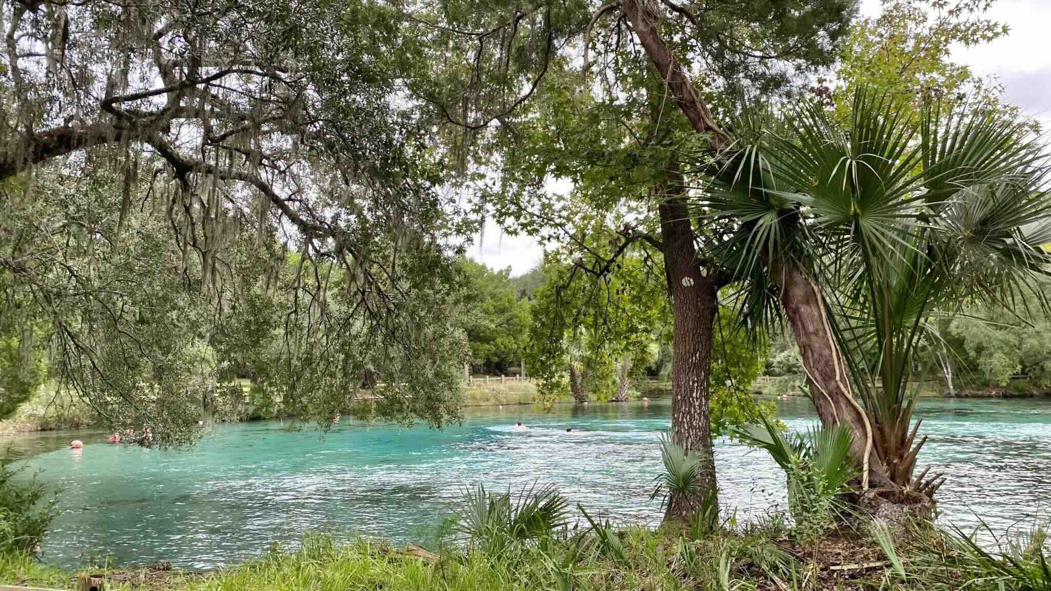 Secrets-Of-Florida8217s-Amber-Lit-Forest-Springs secrets-of-floridas-amber-lit-forest-springs