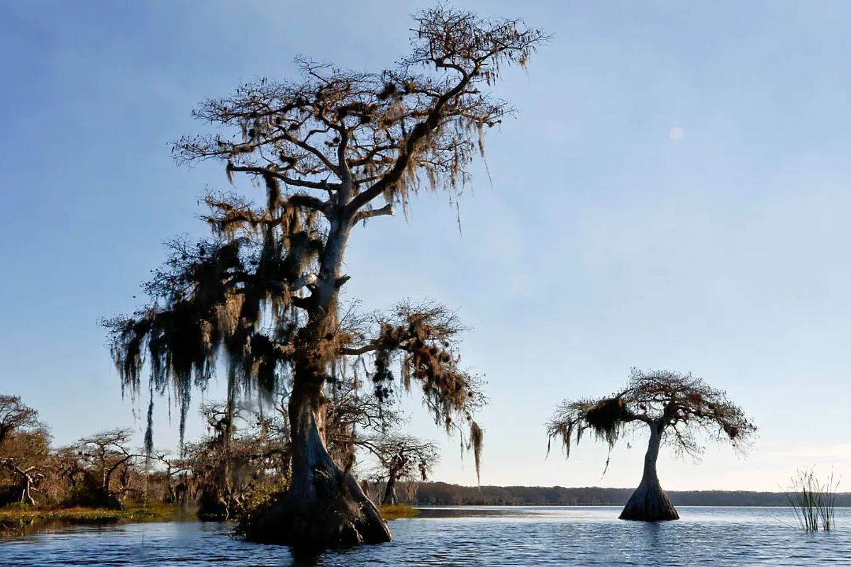 Secrets-Of-Florida8217s-Ancient-Dwarf-Cypress secrets-of-floridas-ancient-dwarf-cypress