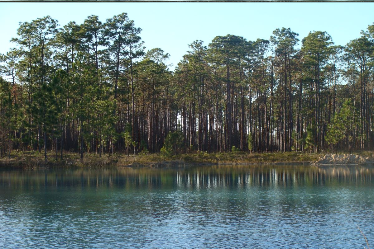 secrets-of-floridas-apalachicola-whistling-forests