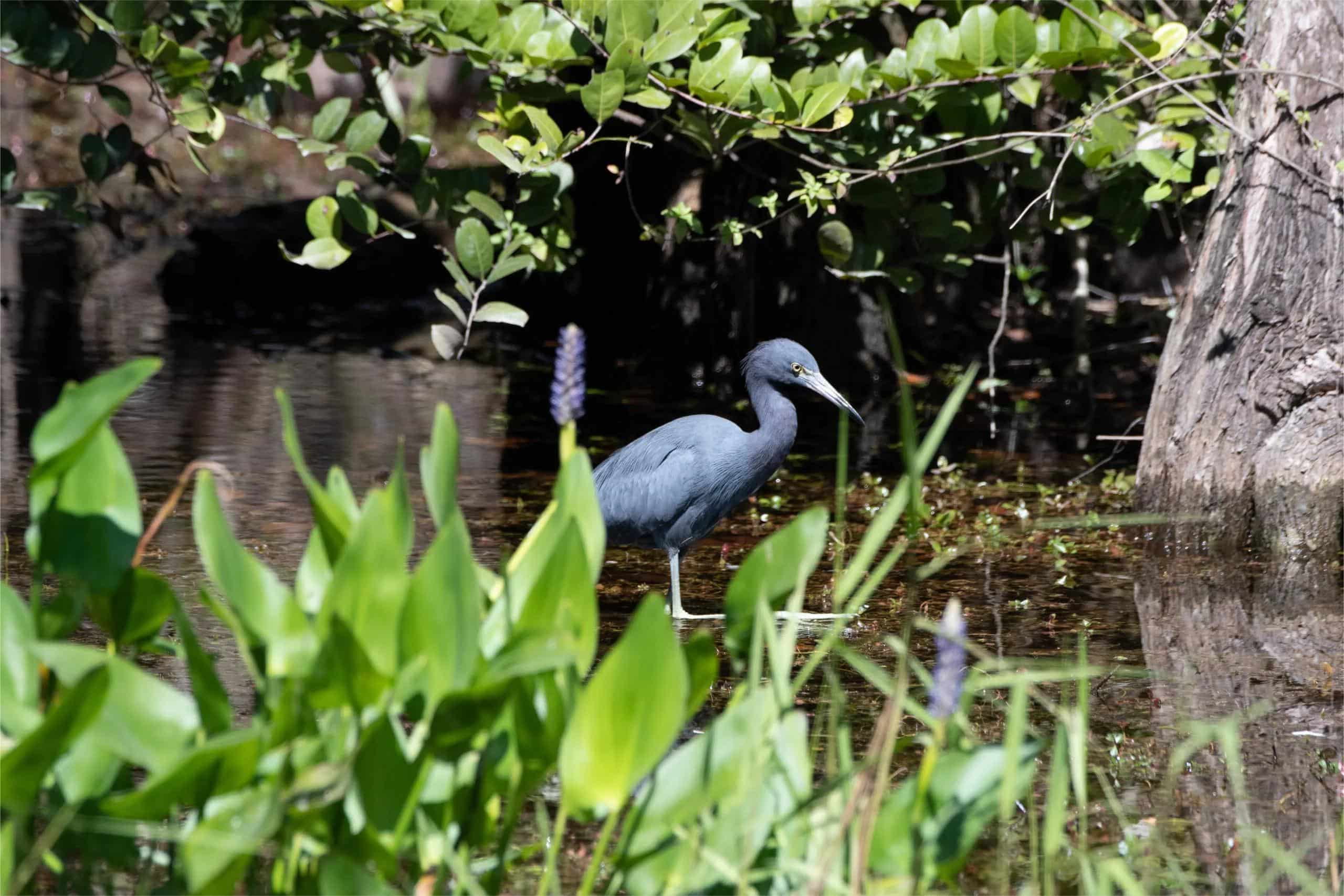 Secrets-Of-Florida8217s-Big-Cypress-Heron-Rookeries secrets-of-floridas-big-cypress-heron-rookeries
