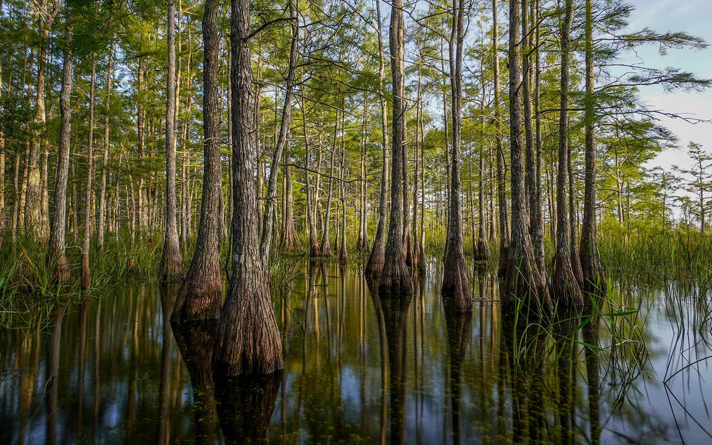 Secrets-Of-Florida8217s-Big-Cypress-Tree-Gardens secrets-of-floridas-big-cypress-tree-gardens