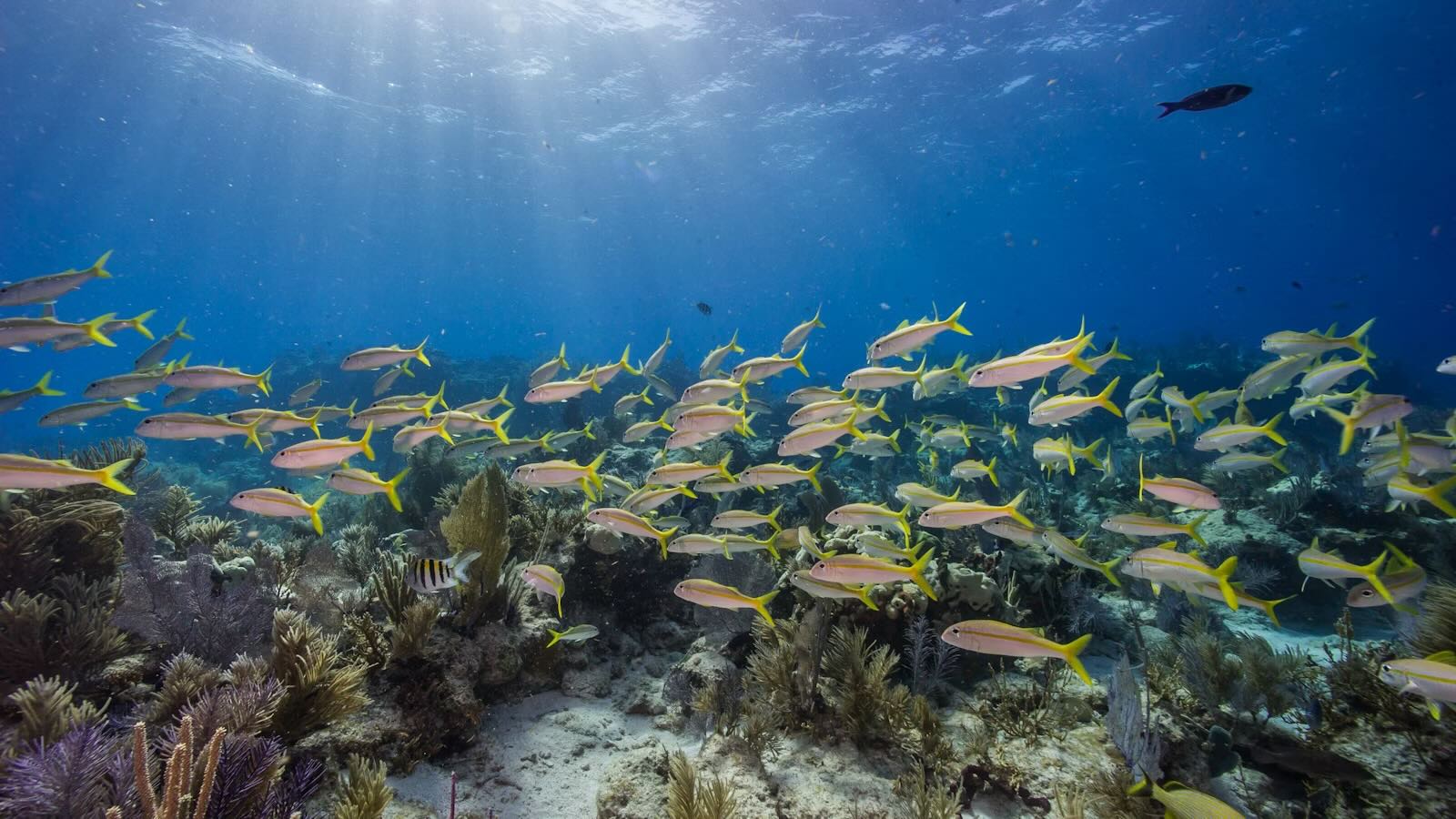 secrets-of-floridas-biscayne-national-park-coral-reefs