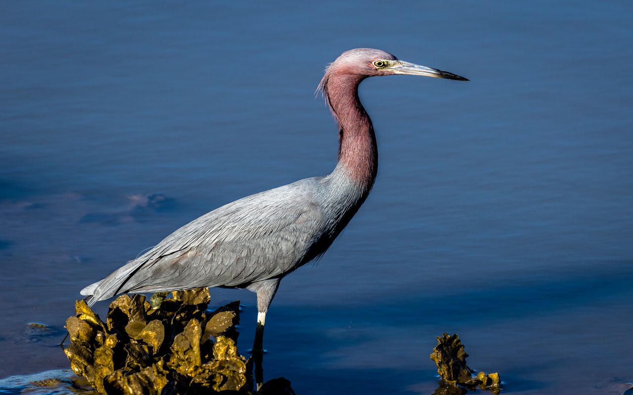 Secrets-Of-Florida8217s-Cedar-Key-Bird-Sanctuaries secrets-of-floridas-cedar-key-bird-sanctuaries