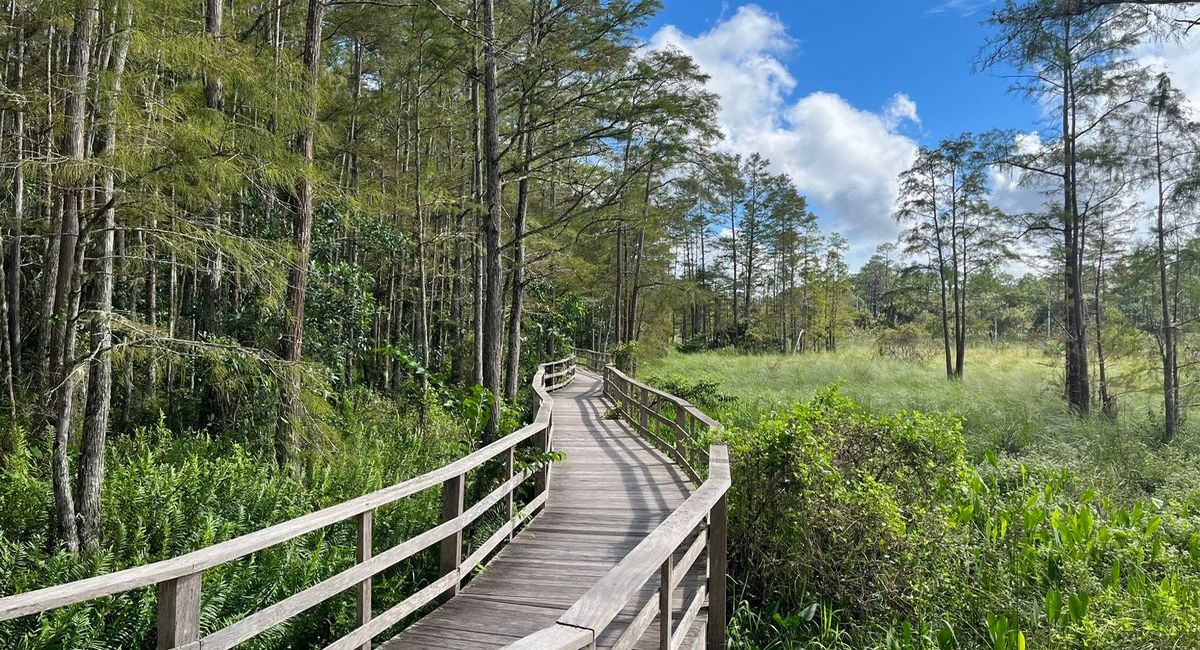 Secrets-Of-Florida8217s-Corkscrew-Cypress-Swamps secrets-of-floridas-corkscrew-cypress-swamps