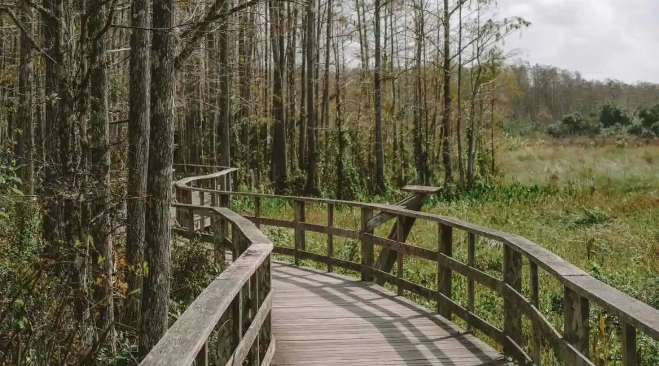 secrets-of-floridas-corkscrew-swamp-boardwalks