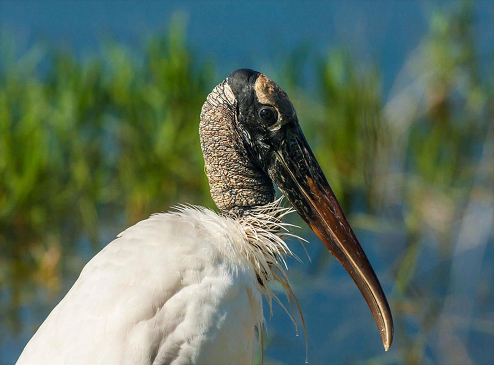 secrets-of-floridas-corkscrew-swamp-wood-stork-rookeries