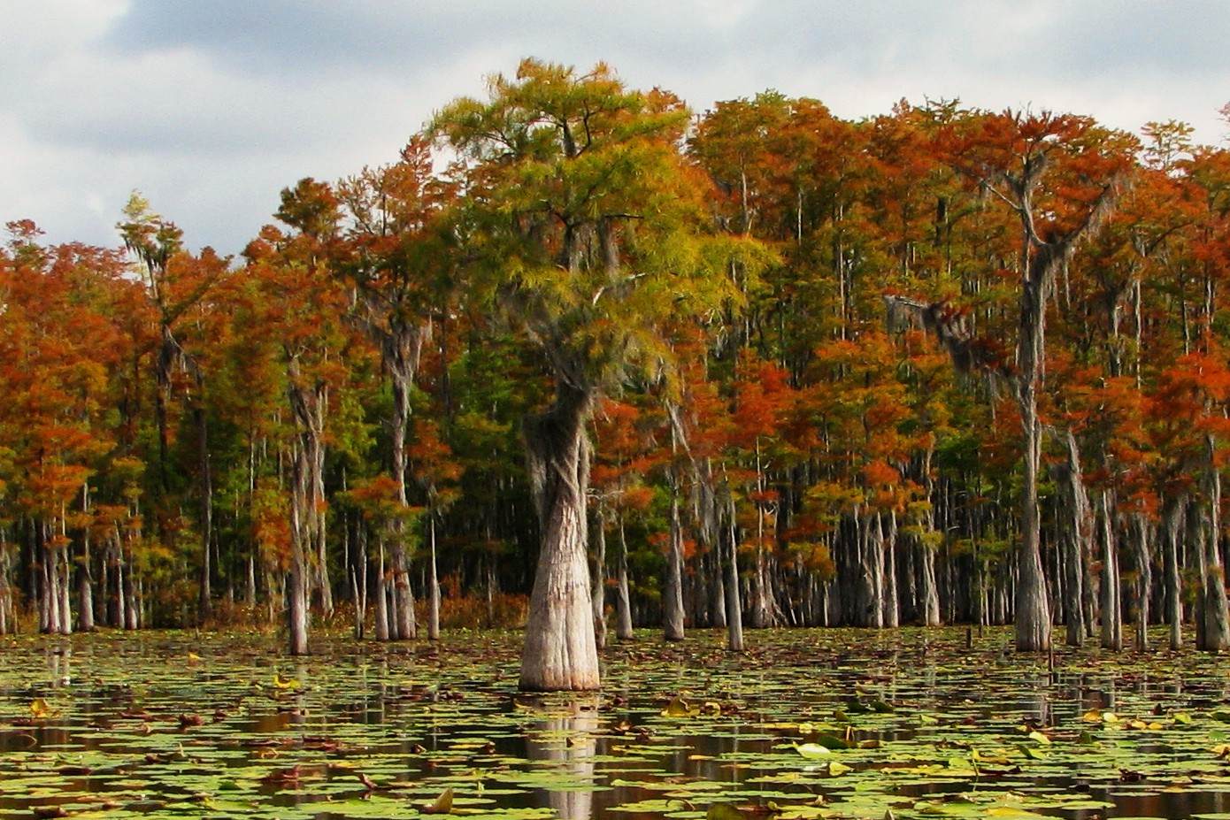 Secrets-Of-Florida8217s-Cypress-Knee-Swamps secrets-of-floridas-cypress-knee-swamps