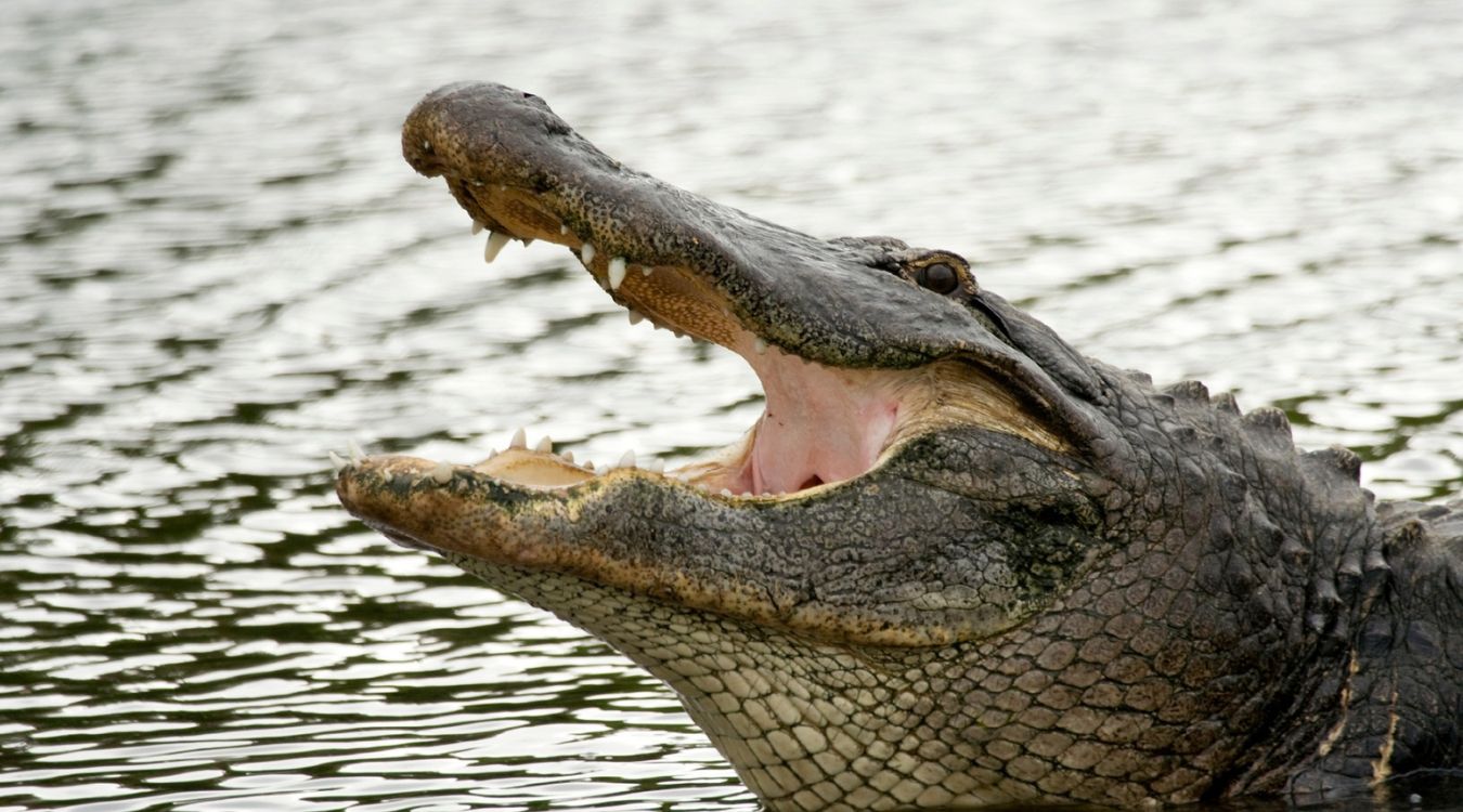 Secrets-Of-Florida8217s-Everglades-Crocodile-Territories secrets-of-floridas-everglades-crocodile-territories