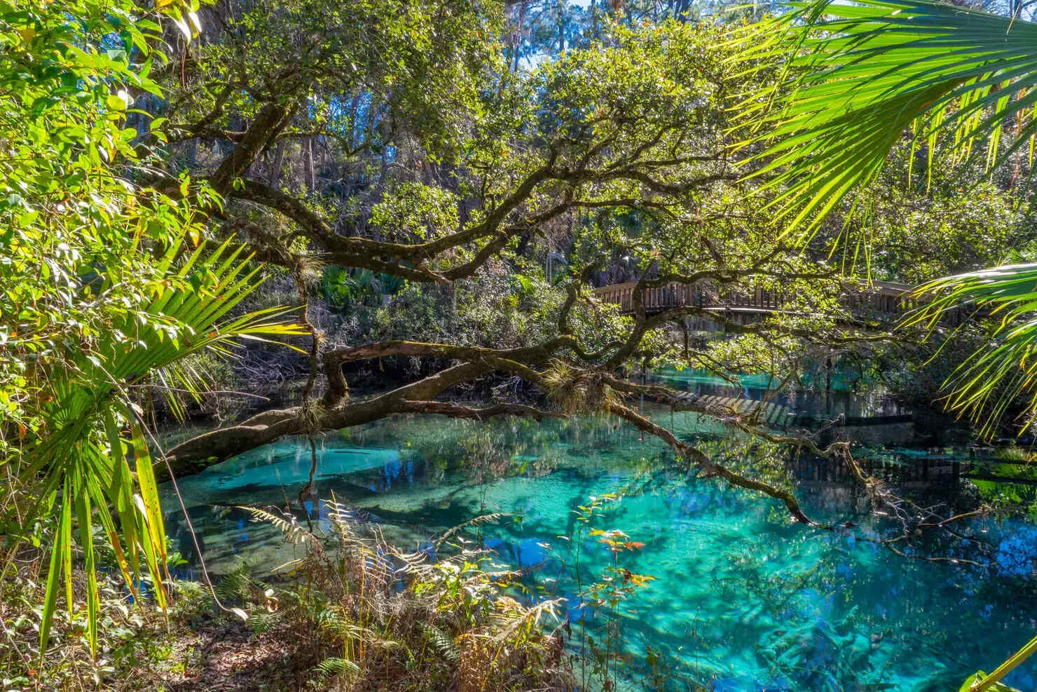 Secrets-Of-Florida8217s-Juniper-Springs secrets-of-floridas-juniper-springs