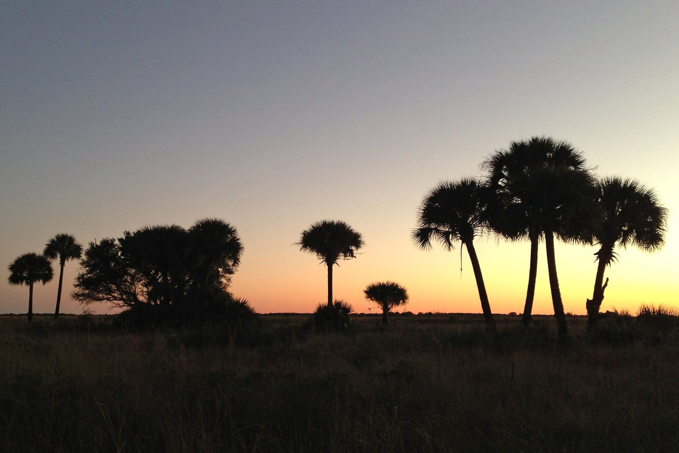 secrets-of-floridas-kissimmee-basin-palmetto-prairie
