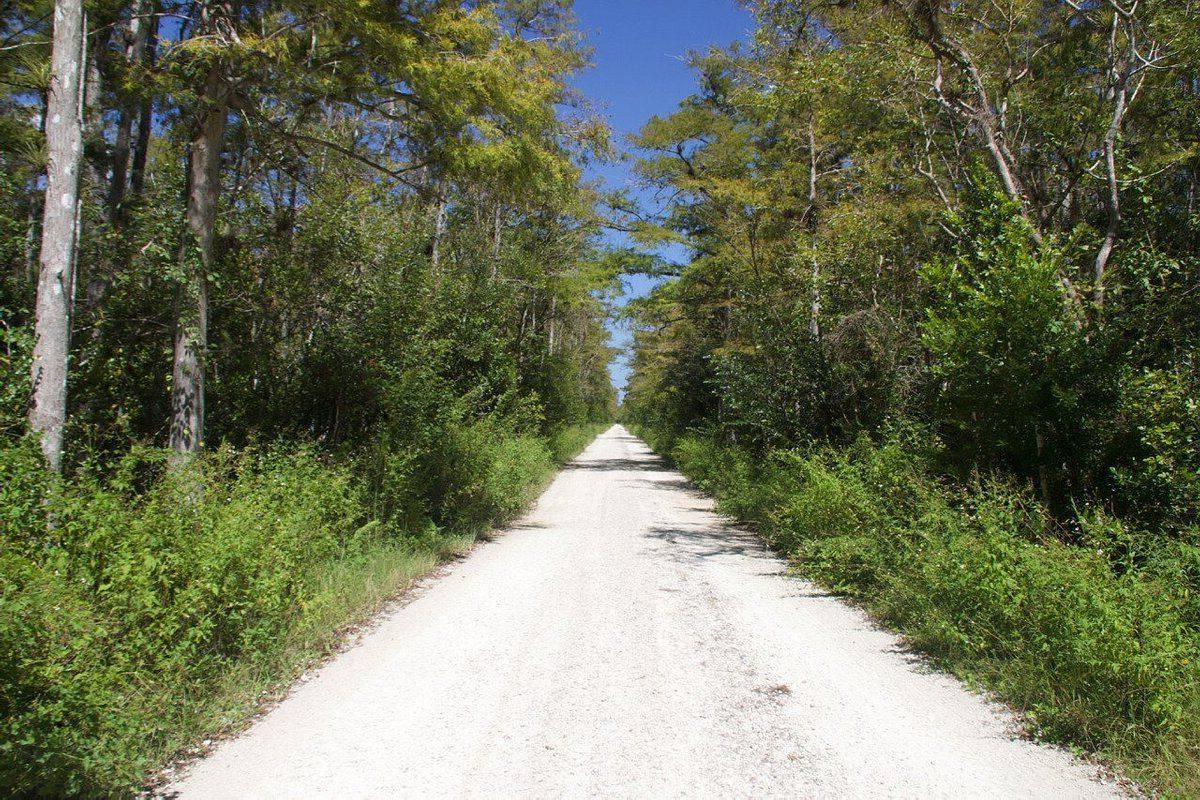 Secrets-Of-Florida8217s-Loop-Road-Gator-Holes secrets-of-floridas-loop-road-gator-holes