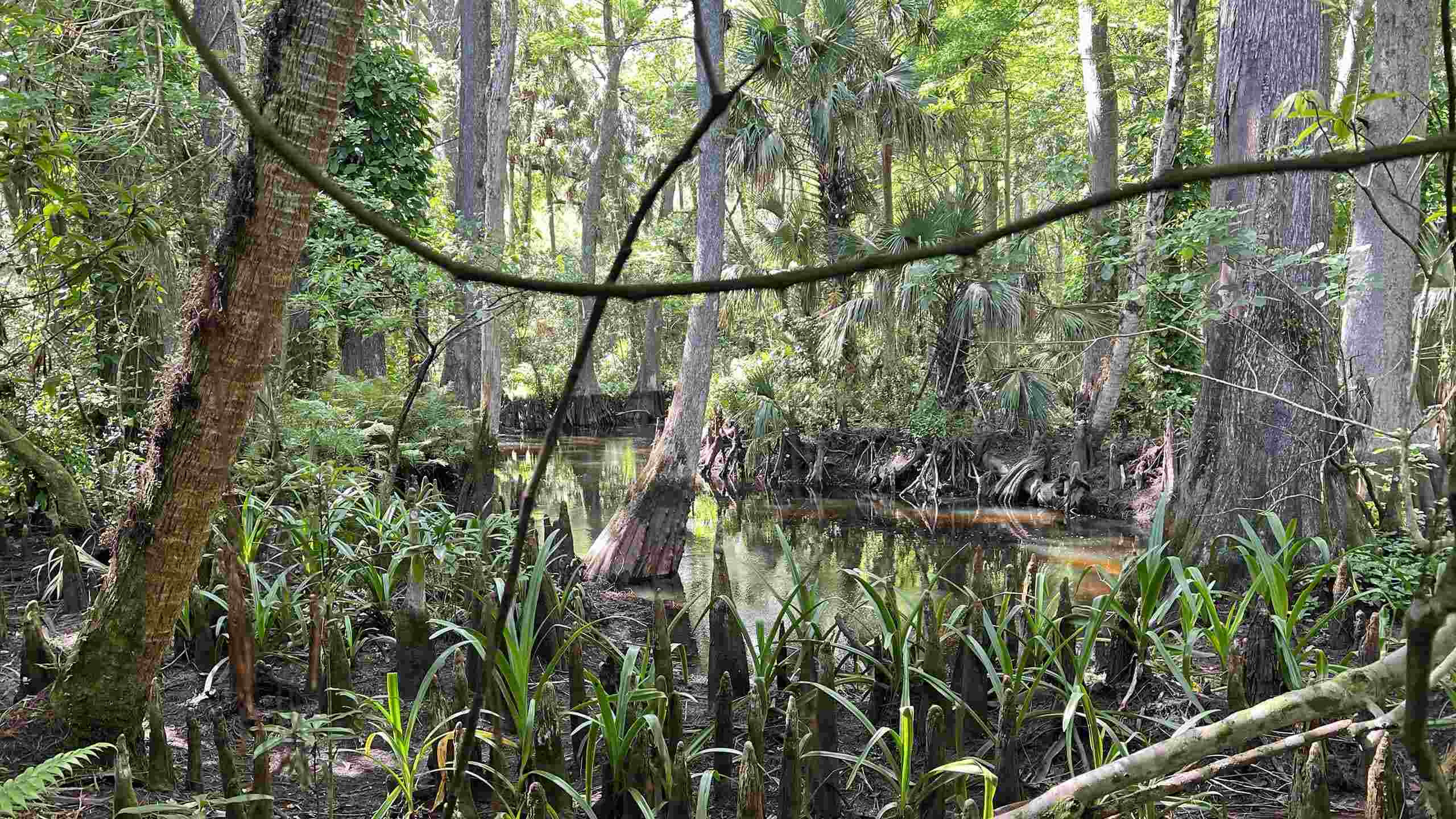 secrets-of-floridas-loxahatchee-river-cypress-knees