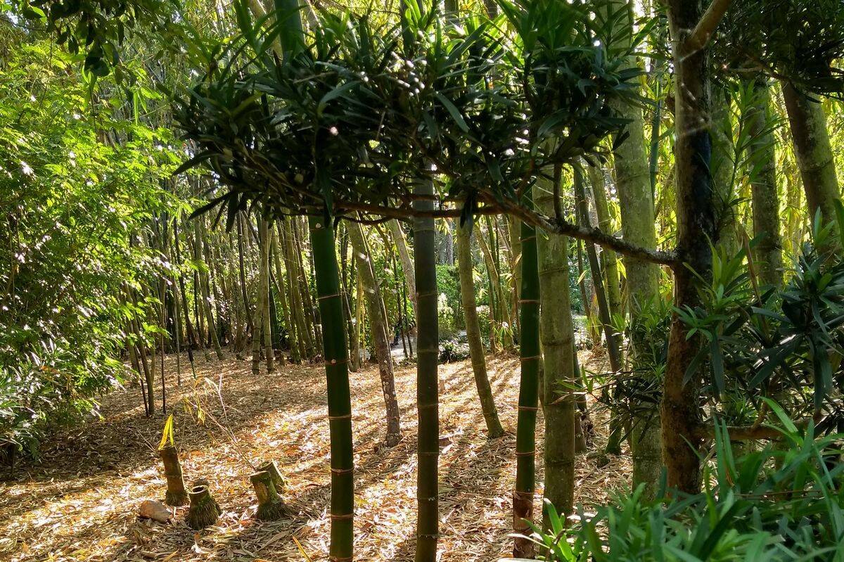 secrets-of-floridas-morikami-bamboo-forests