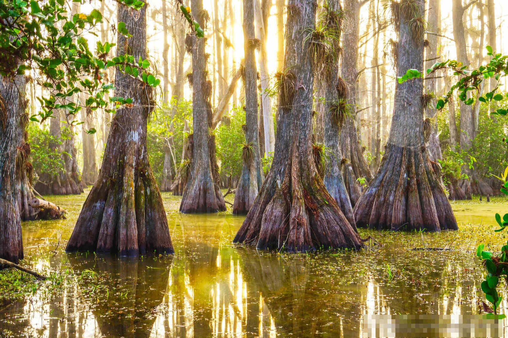 Secrets-Of-Florida8217s-Primeval-Cypress-Domes secrets-of-floridas-primeval-cypress-domes