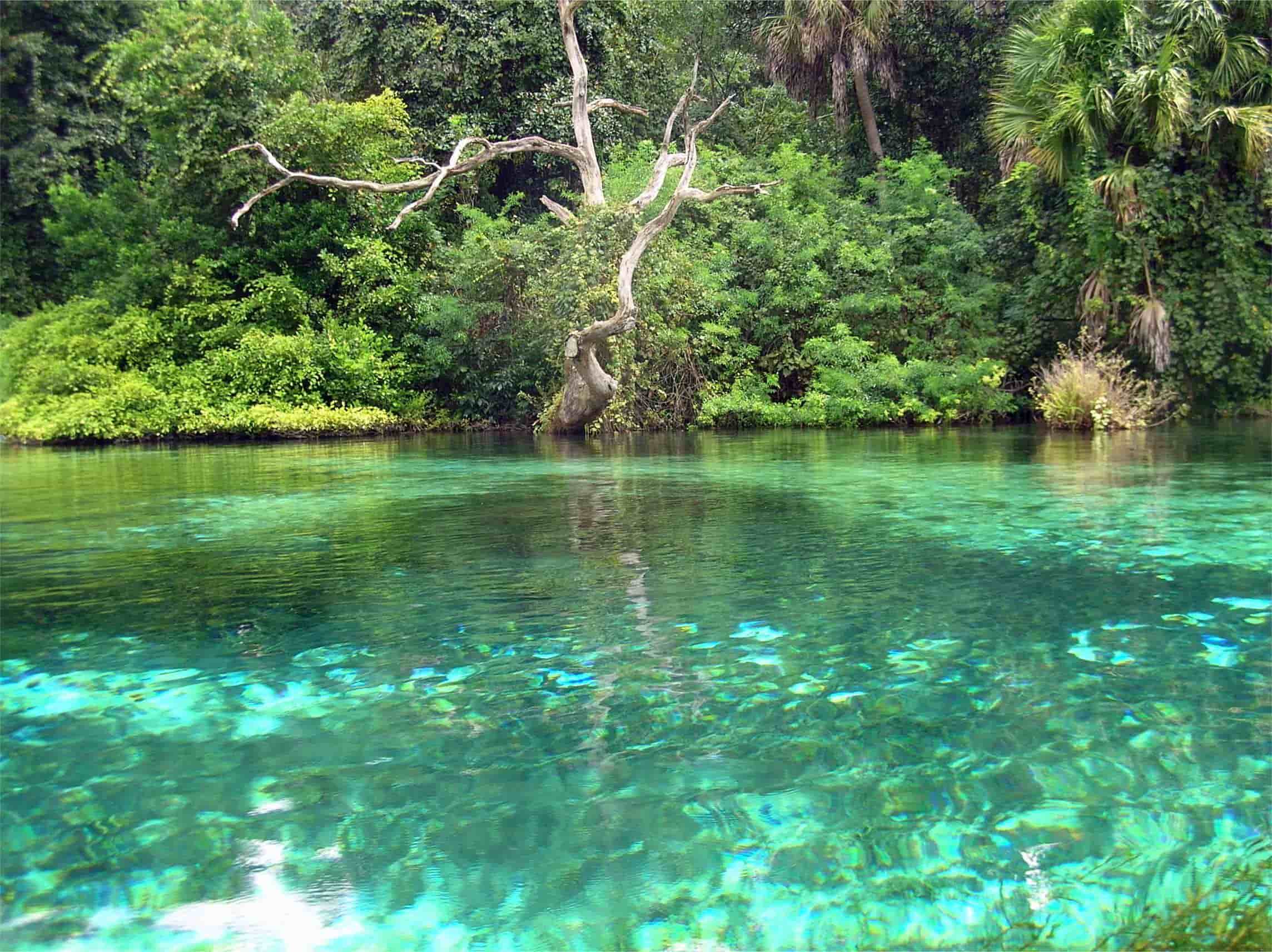 Secrets Of Florida s Rainbow River TouristSecrets