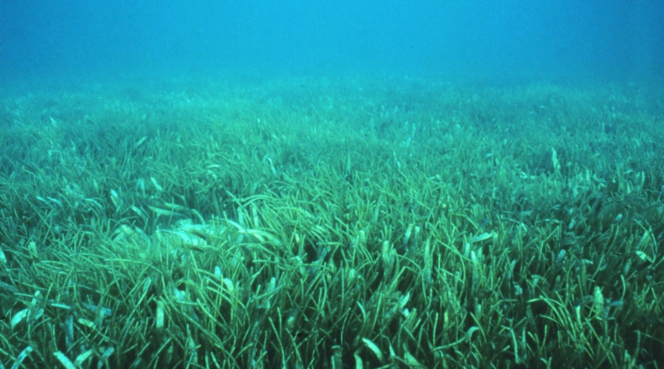 Secrets-Of-Florida8217s-Swaying-Seagrass-Meadows secrets-of-floridas-swaying-seagrass-meadows