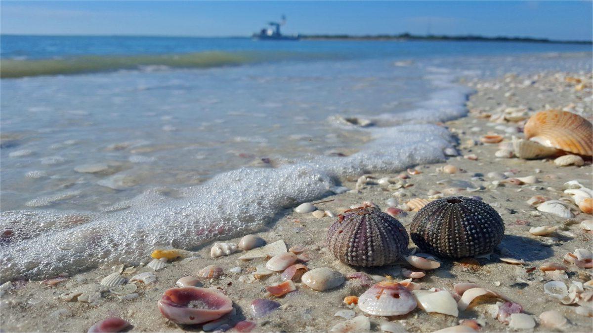Secrets-Of-Florida8217s-Ten-Thousand-Islands-Shell-Highways secrets-of-floridas-ten-thousand-islands-shell-highways