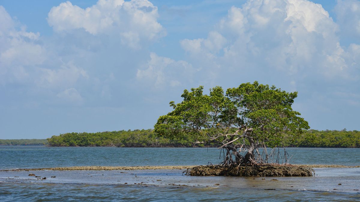 Secrets-Of-Florida8217s-Ten-Thousand-Islands-Shell-Middens secrets-of-floridas-ten-thousand-islands-shell-middens