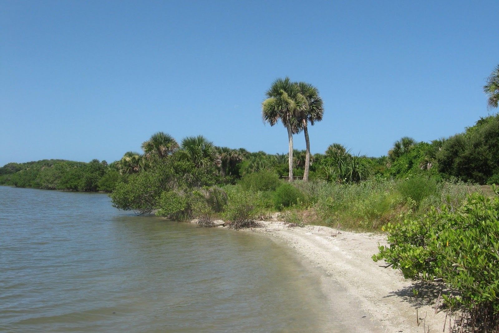 Secrets-Of-Florida8217s-Turtle-Mound-Shell-Middens secrets-of-floridas-turtle-mound-shell-middens