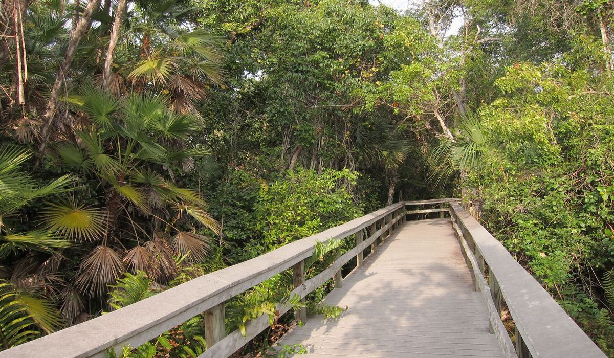 Secrets-Of-Florida8217s-Upper-Keys-Hammock-Forests secrets-of-floridas-upper-keys-hammock-forests
