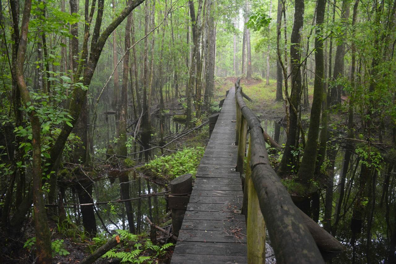 secrets-of-fox-squirrel-habitats-in-floridas-apalachicola-national-forest
