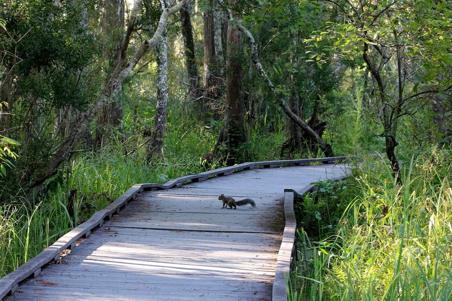 Secrets-Of-Gator-Nesting-Mounds-In-Louisiana8217s-Jean-Lafitte-Preserve secrets-of-gator-nesting-mounds-in-louisianas-jean-lafitte-preserve